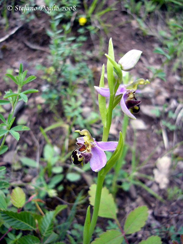 orchidee dal mar Nero turco (2)